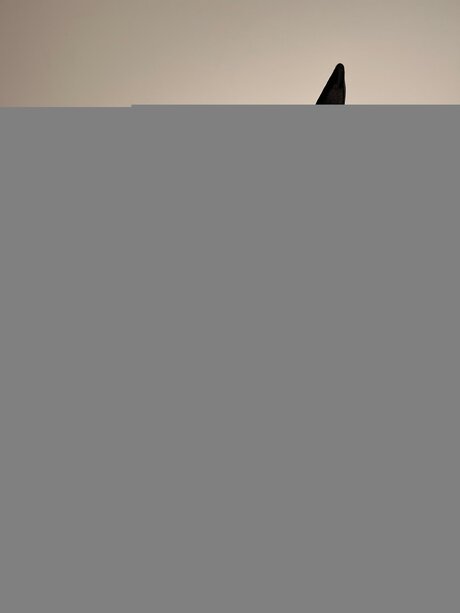 Domicute xxx kunst bild