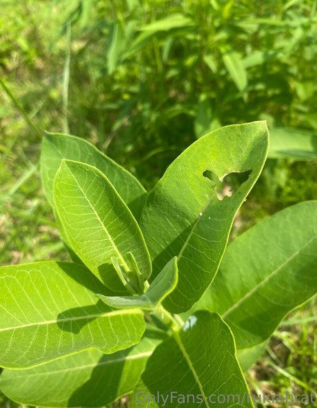 netzstrümpfe onlyfans heiße kostenlose galerie