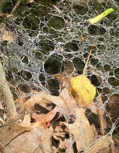 schwänze nur fans freie pornographische bild