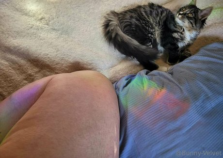 bunny velvet kostenlose hd galerien