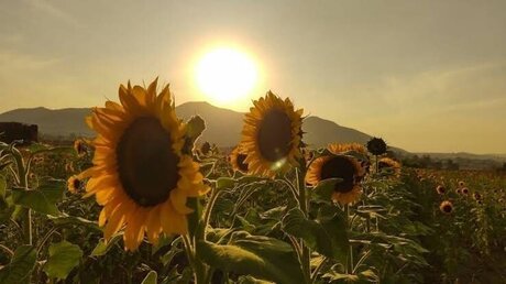 ASHLEY GUZMAN porno perfekte bilder