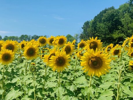 pov blowjob nur fans porno erotische bilder