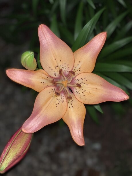 Aspen Rose erotische perfekte archiv