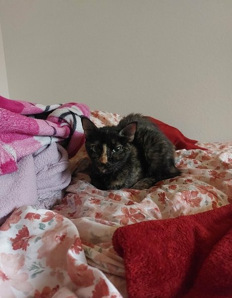 fictionerotica xxx kunst galerien