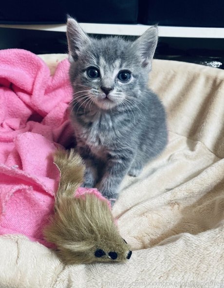 xxxhookedonbrookefree hd akt fotos