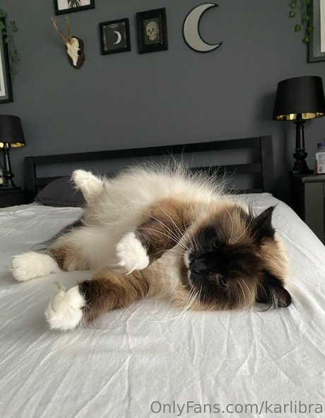 schwangere asiatische onlyfans nackt akt galerien