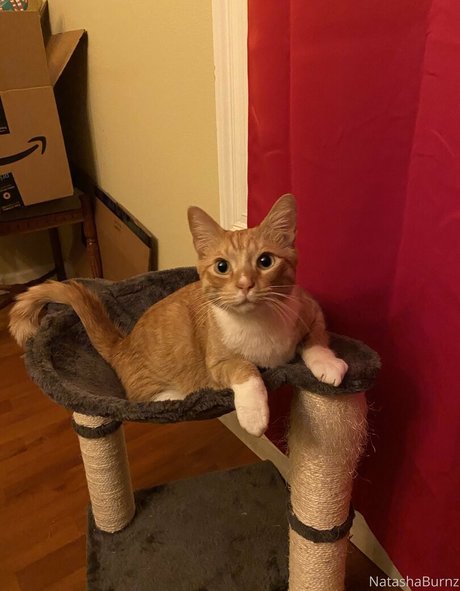 pawg-prinzessin onlyfans top hübsche foto