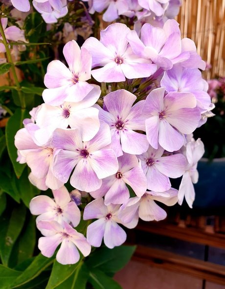 lisamaus perfekte kunst foto