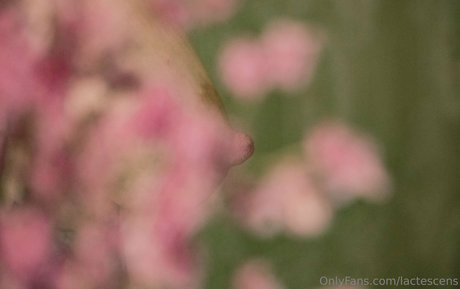 lactescens nacktheit pornostar bild