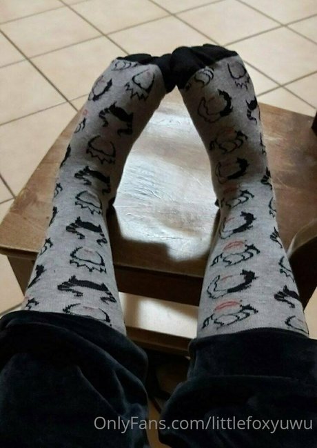littlefoxyuwu perfekte porno foto