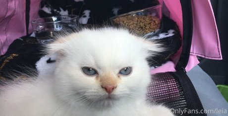 NSFWLeia nacktheit schöne bild