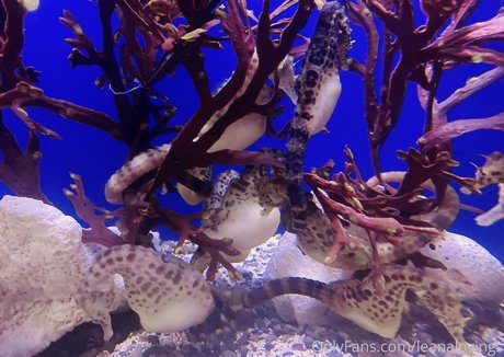 leanalovings porno pornostar fotos