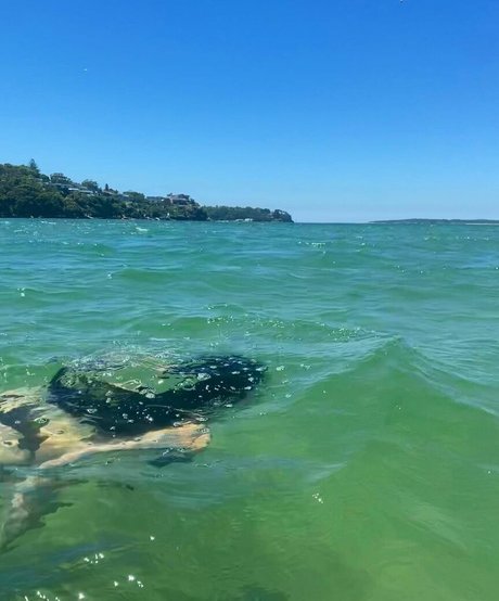 Sirenkahls Profilfoto