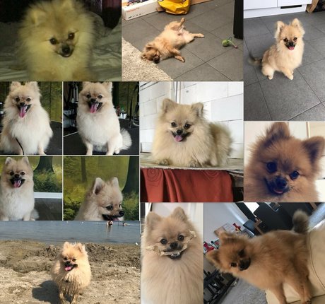 riesenschwanz shemale onlyfans erwachsene akt foto