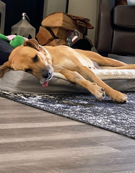 cocovandi exklusive galerien