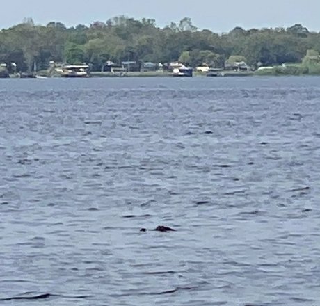 cocovandi xxx pornostar archiv