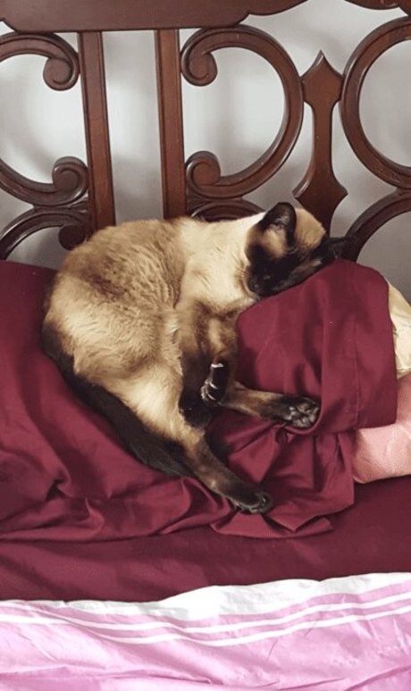 heißeste ladyboy-onlyfans kunst beste galerien