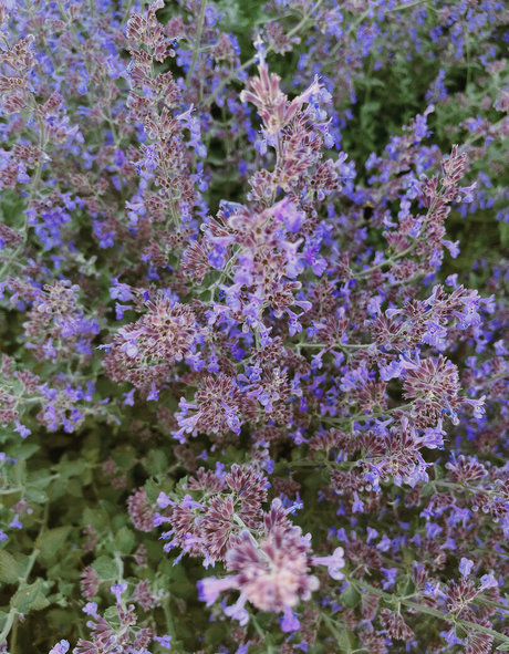 milf dp onlyfans kostenlose nackt bild