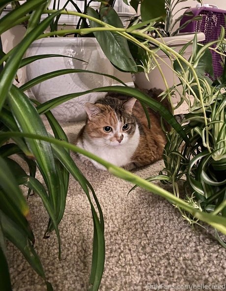 bellecreed erotische sex bild