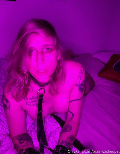 brainwashedpet pornostar beste archiv