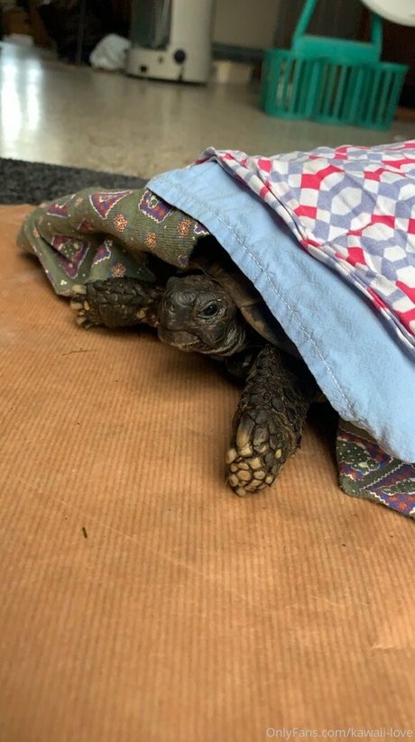 ebenholzlehrerin onlyfans heiße nackten bilder