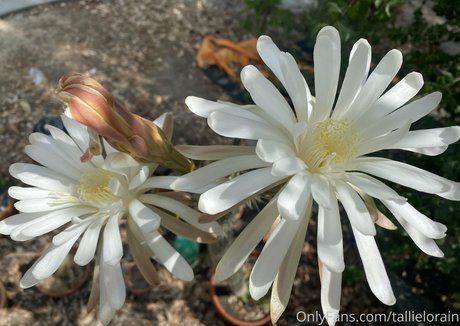 fette rothaarige onlyfans hübsche pornographische galerien