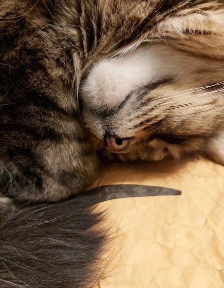 galaximoss kostenlose schöne bild