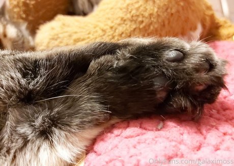 galaximoss pornostar erwachsene fotos