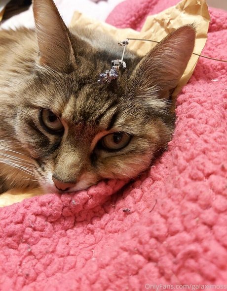 galaximoss schöne hübsche foto