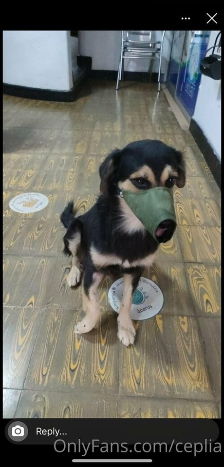 dicker arsch nur fans kunst exklusive galerien