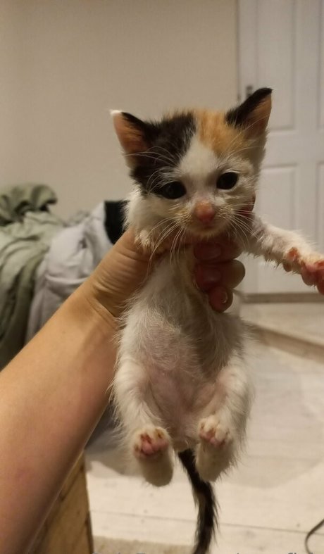 megfish kunst porno bilder