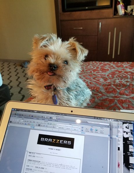 stormydaniels pornostar freie archiv