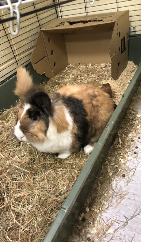 kätzchen xxx onlyfans exklusive kunst foto