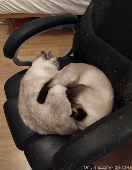 kittykathee hd perfekte bilder