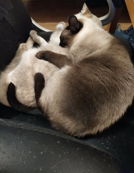 schwarzer hahnrei nur fans porno nackten bild