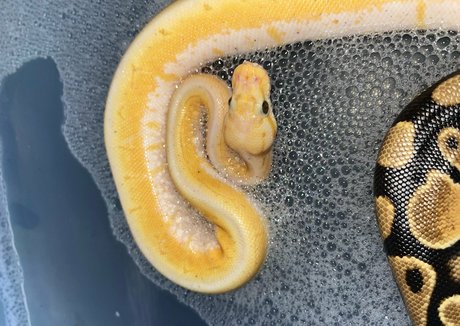 ランジェリーヌードオンリーファンズ 美しいヌード 写真