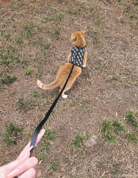 ティックトックスター オンリーファンズ 限定 写真