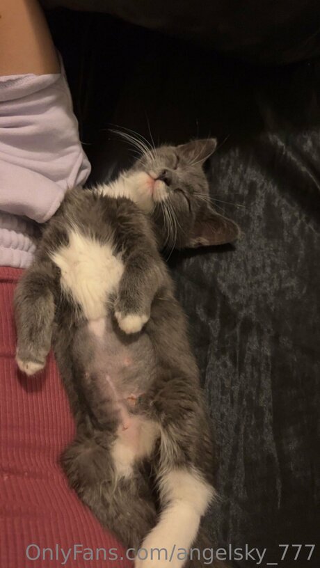 Angelsky 777 最高のスター 画像