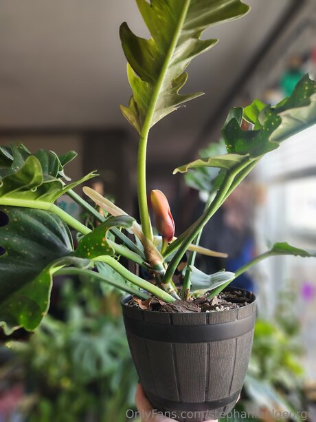 Stephanienlgeorge ポルノスター ベスト 写真