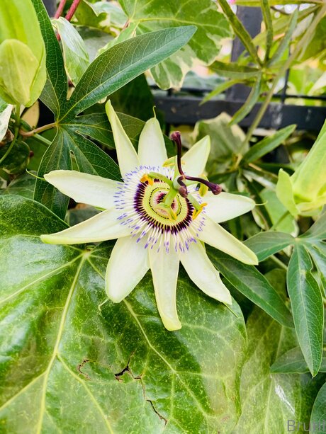 Brunabyers 美しいスター アーカイブ