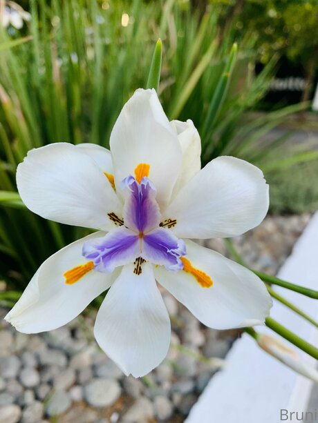 Brunabyers スター 裸 ギャラリー