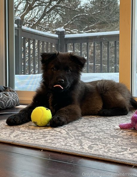 Summerreese HDモデル 画像