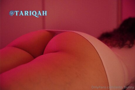 Anto Bunny スター ギャラリー