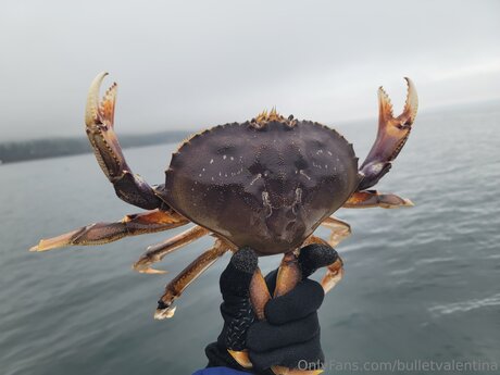 Bulletvalentina トップスター 写真