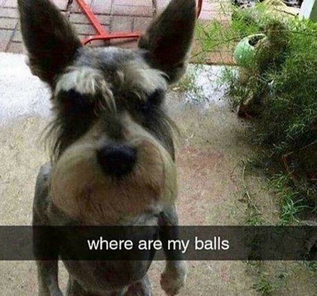 kuroshiika 高品質のポルノスター 画像