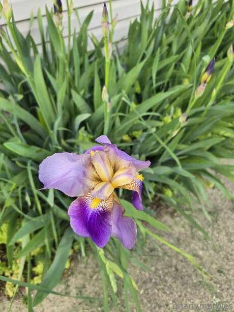 黒檀の指入れオンリーファンズ ベスト 写真