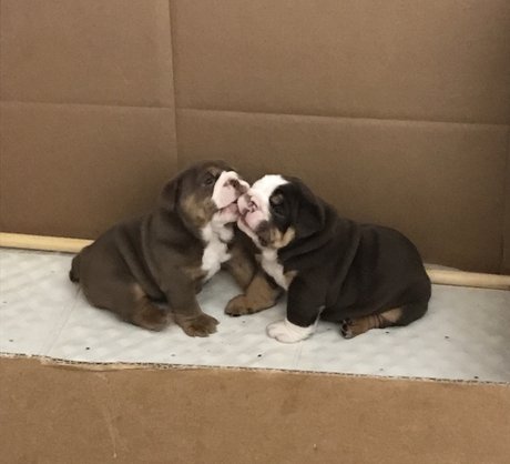 巨大ディルドオンリーファンズ ポルノ 画像