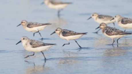 Gobirdsbabe セックスモデル 画像