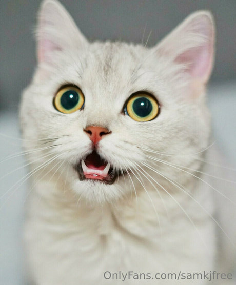 samkjfree セクシーなスター 画像