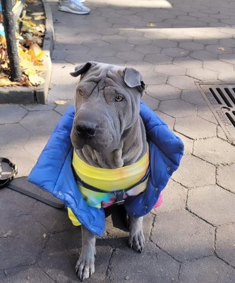 amyanderssen かわいいスター 写真